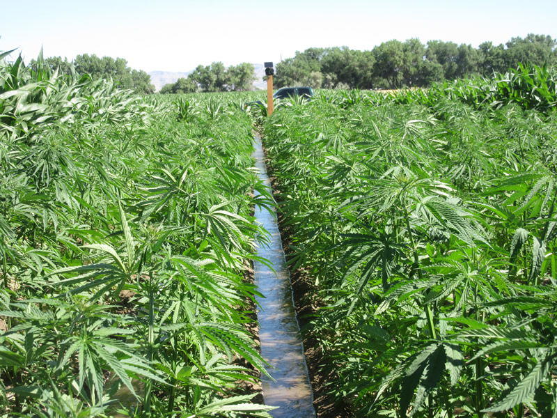 Potential Issues With Testing Hemp Under The 2018 Farm Bill - Greenspoon  Marder LLP
