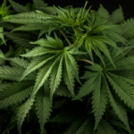Massachusetts Enacts Cannabis Reform Law